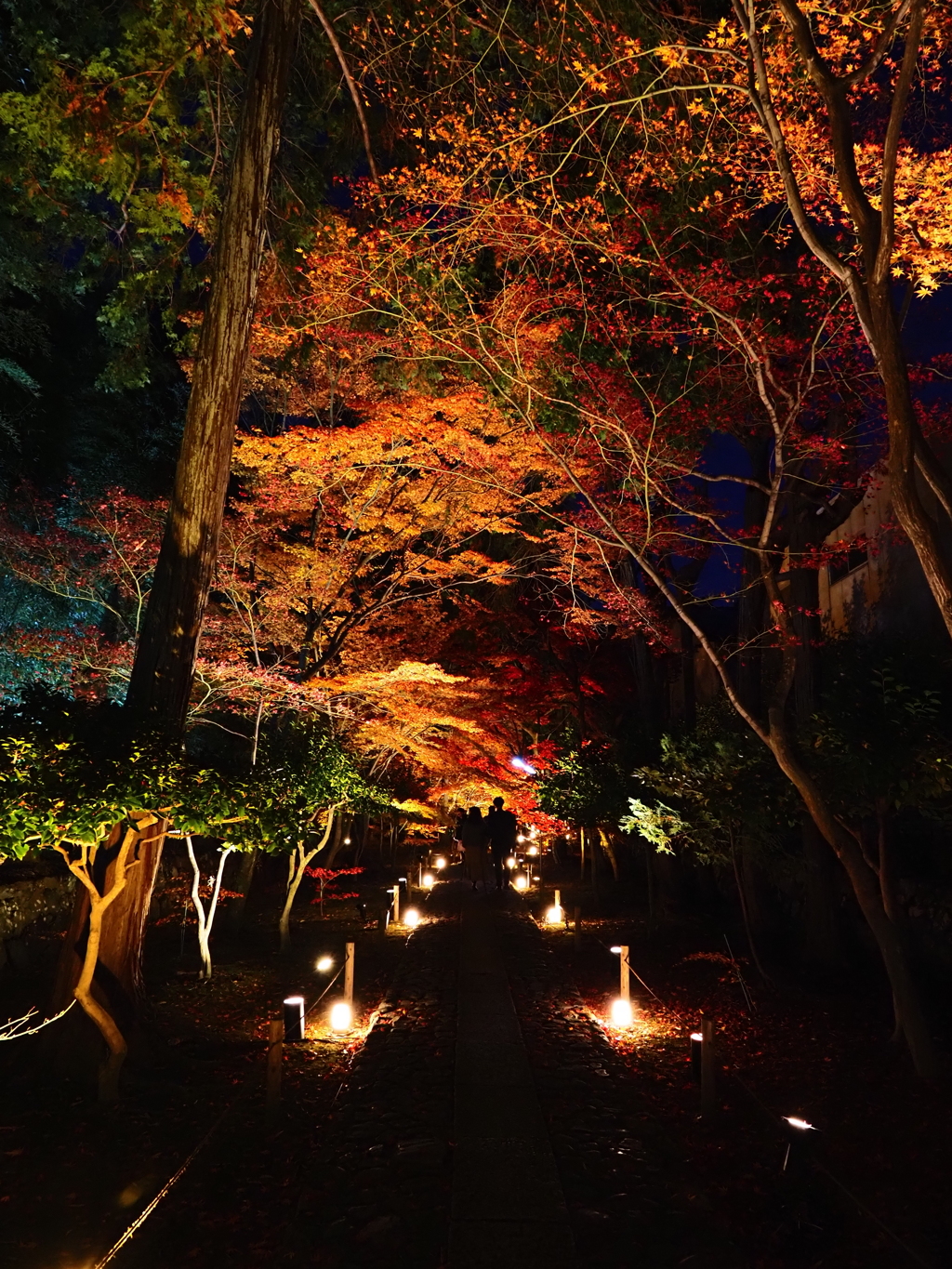 京紅葉2025＿嵐山・鹿王院夜の特別拝観03　山門からの道