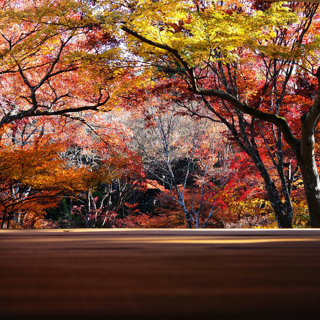 京紅葉2025＿嵐山・宝筐院07　本堂玄関から
