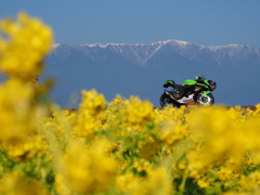 バイクと菜の花