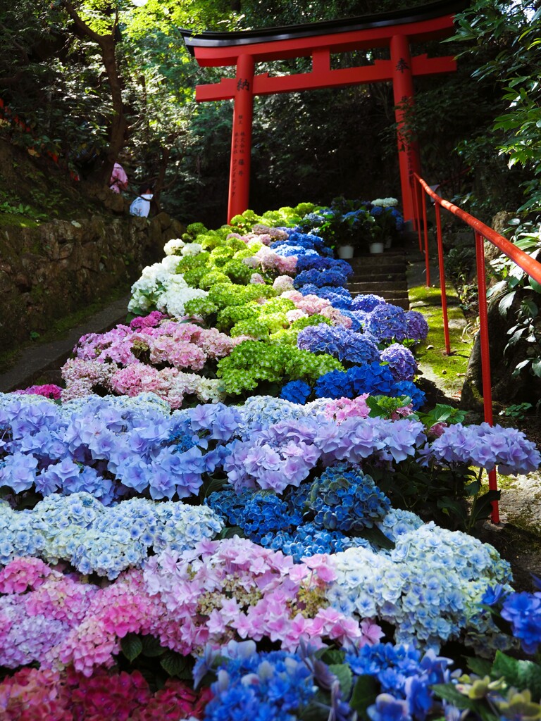 柳谷観音 あじさいウィーク08_おいなり花階段