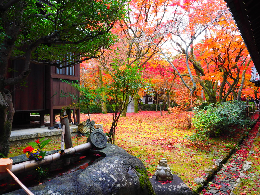 京紅葉2024＿真如堂12