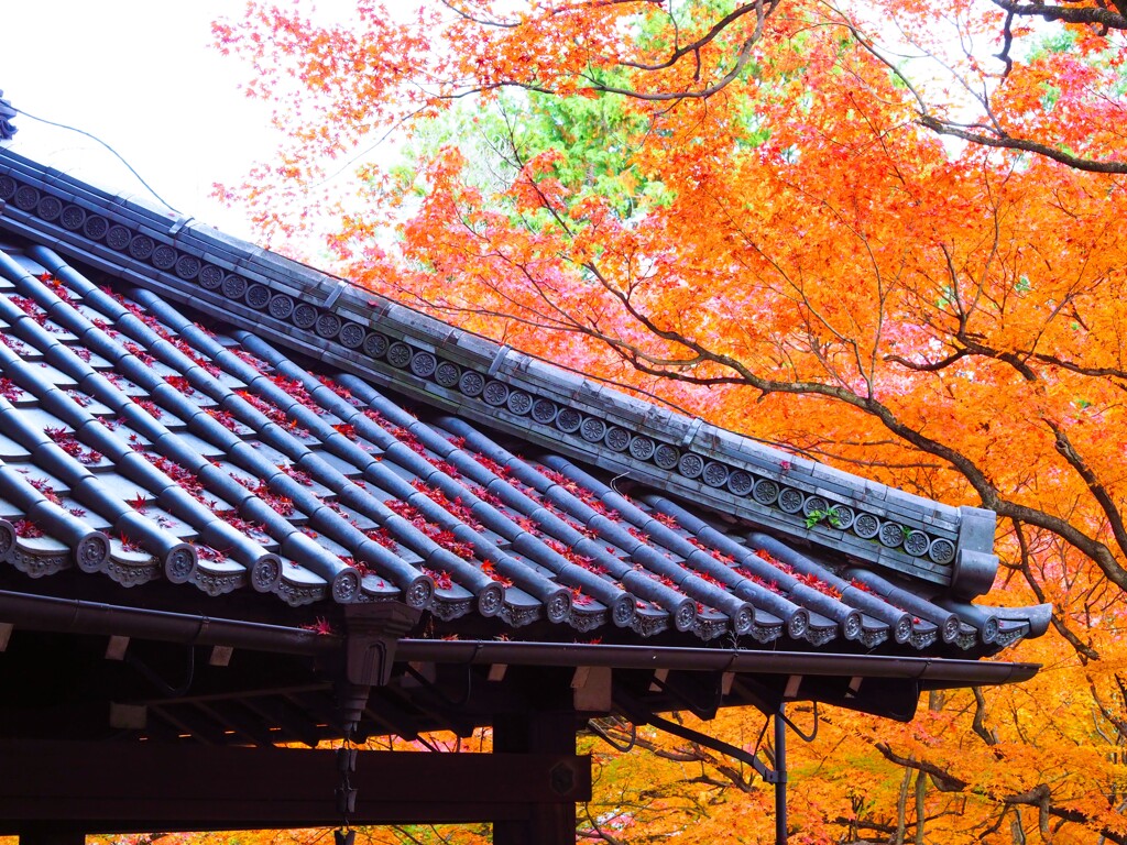 京紅葉2024＿真如堂13