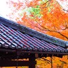 京紅葉2024＿真如堂13