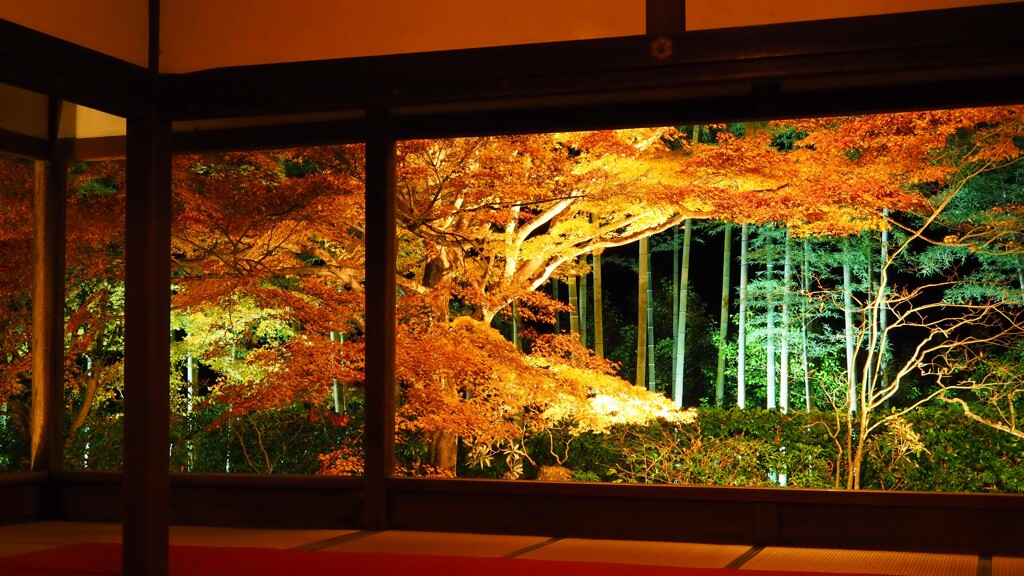 京紅葉2024＿大原・宝泉院　秋の夜灯り01