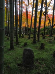 京紅葉2024＿圓光寺06　応挙竹林の秋Ⅱ