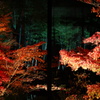 京紅葉2018＿天授庵06