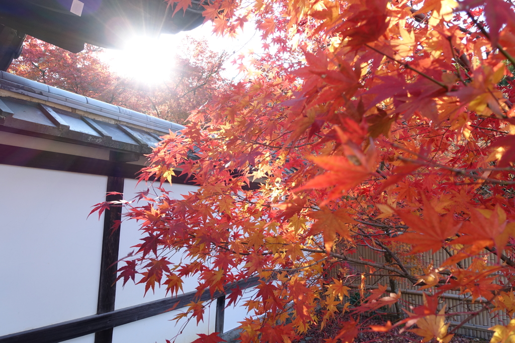 京紅葉2015＿圓光寺04