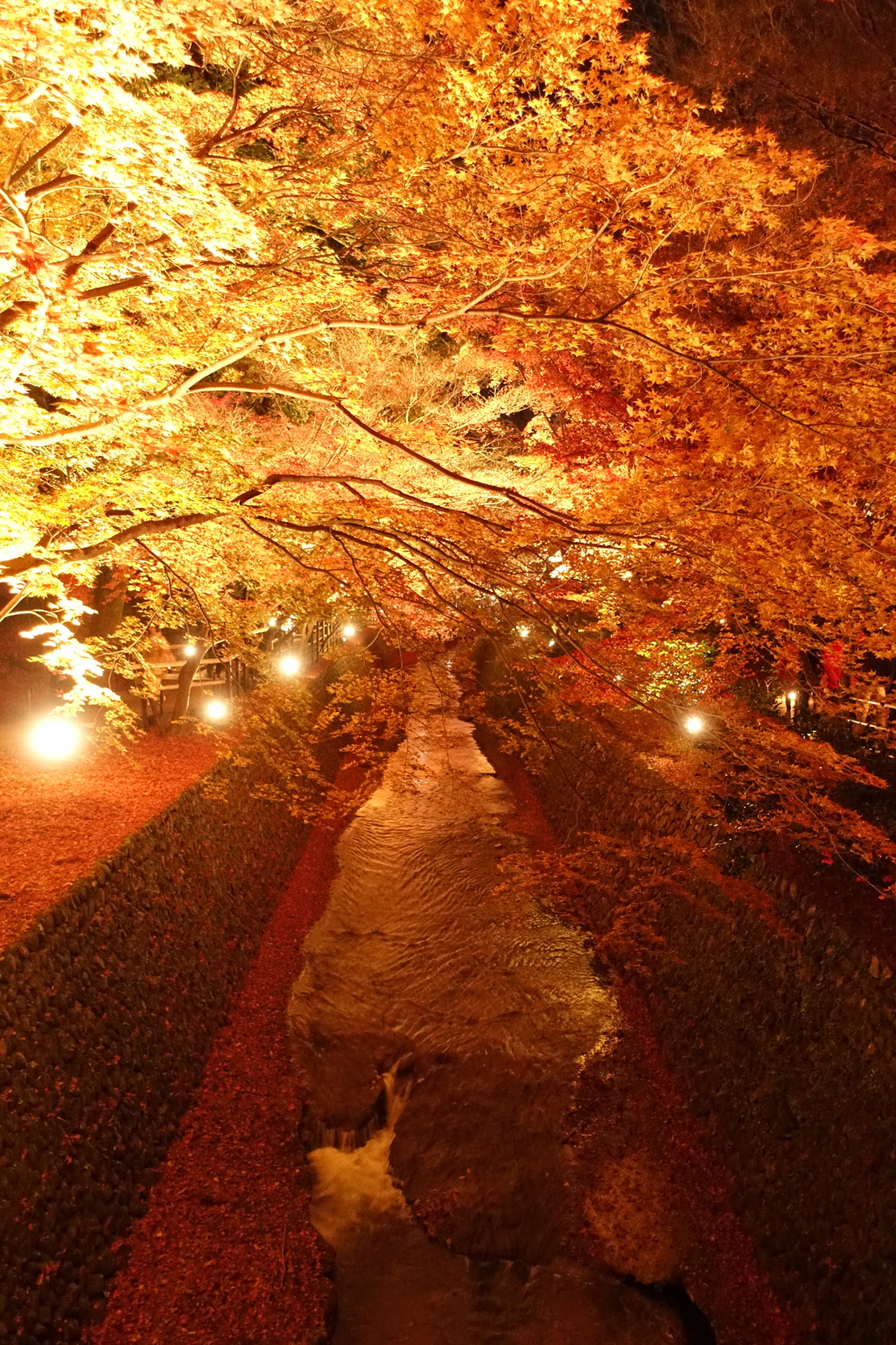 京紅葉2016　北野天満宮もみじ苑_12