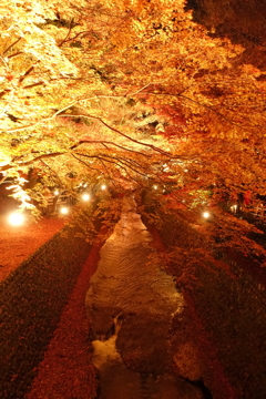 京紅葉2016　北野天満宮もみじ苑_12
