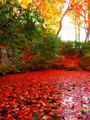 京紅葉2024＿栄摂院07　浮かぶⅡ