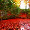 京紅葉2024＿栄摂院07　浮かぶⅡ