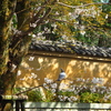 花見