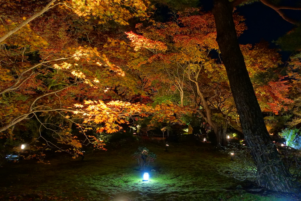 京紅葉2015＿宝厳院09　ライトアップ