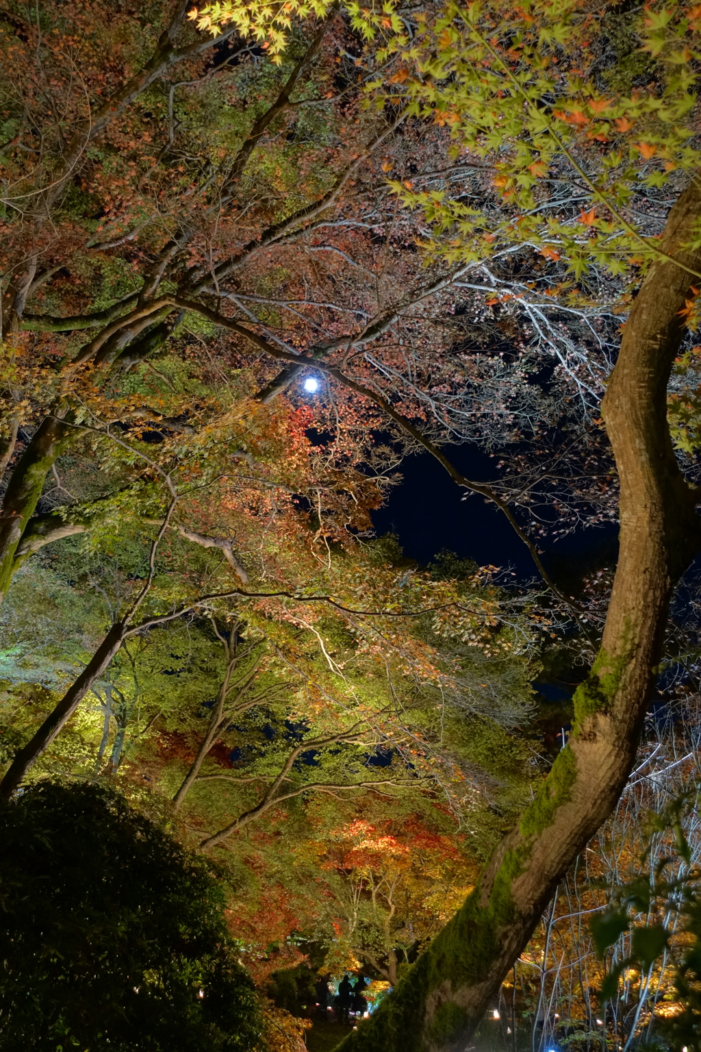 京紅葉2015＿宝厳院04　樹間の月