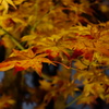 黄紅葉
