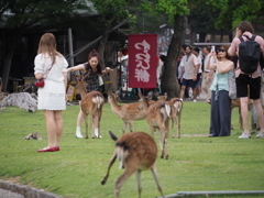 奈良も変わらず
