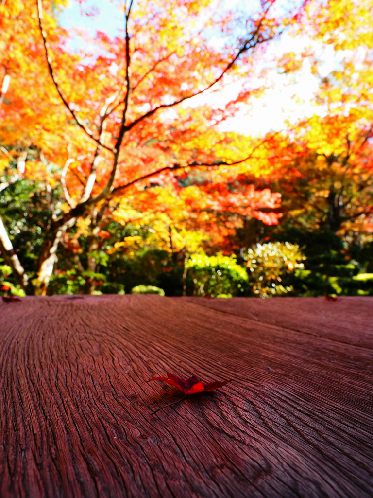京紅葉2025＿槙尾・西明寺05　一葉