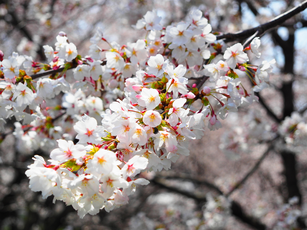 丘の桜_Ⅱ