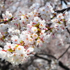 丘の桜_Ⅱ