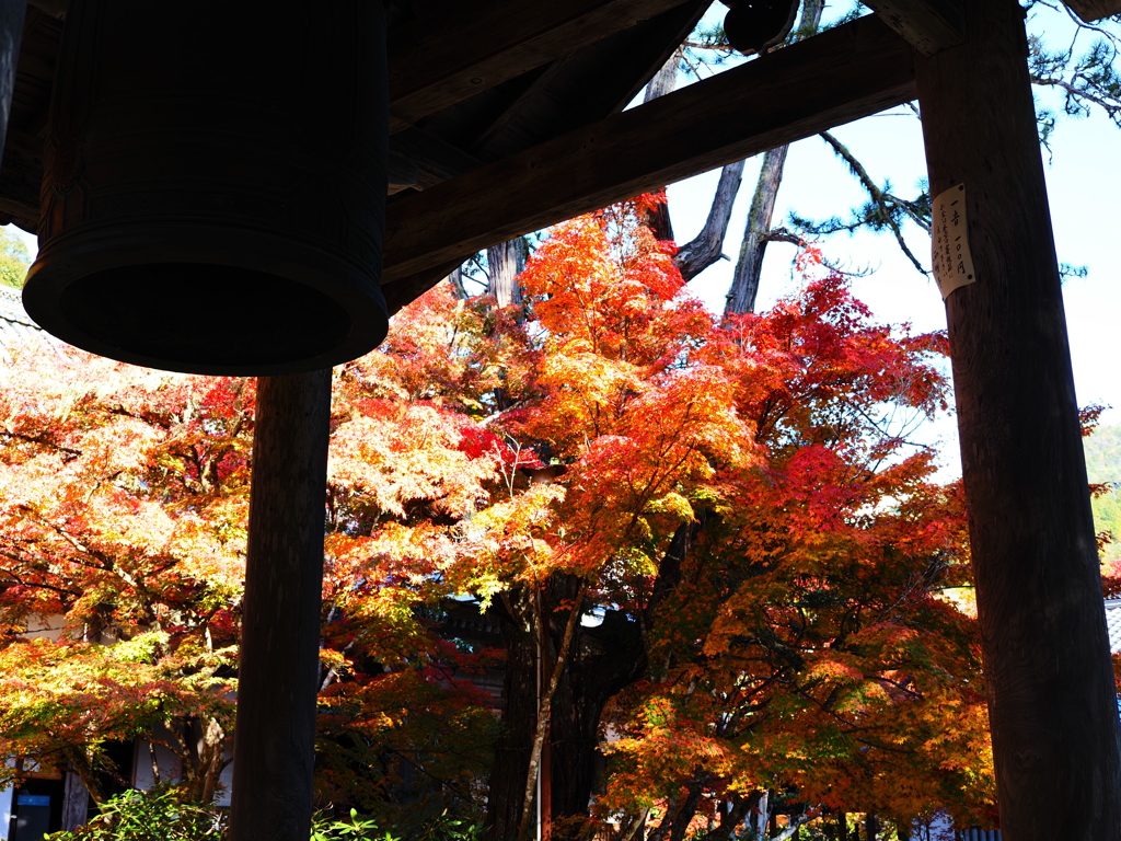 京紅葉2025＿槙尾・西明寺09　一音一〇〇円