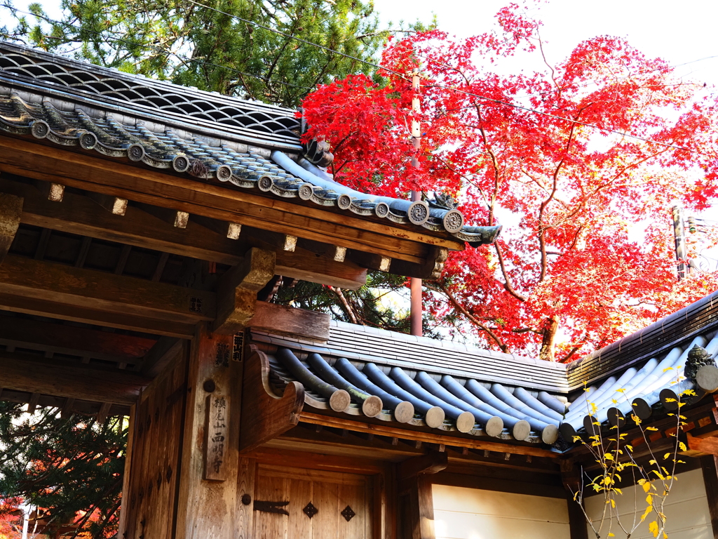 京紅葉2025＿槙尾・西明寺11　去り際