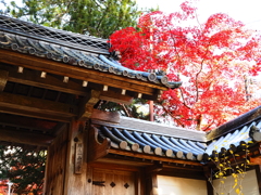 京紅葉2025＿槙尾・西明寺11　去り際