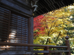 滋賀紅葉2025＿葛川息障明王院02