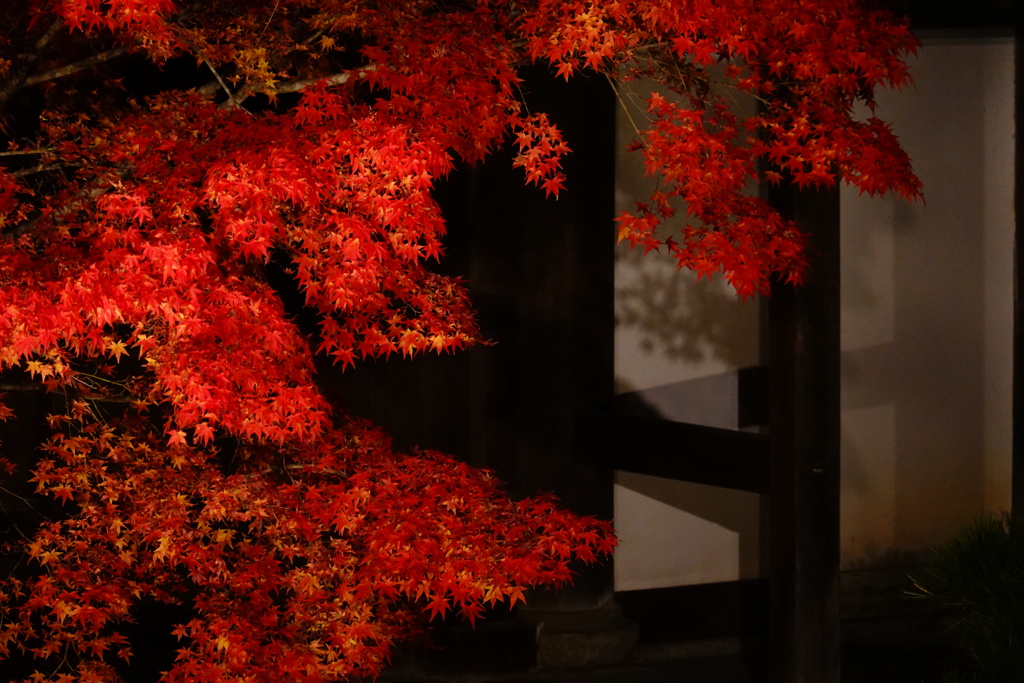 京紅葉2018＿天授庵08　影