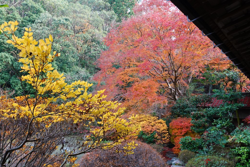 京紅葉2018＿毘沙門堂門跡14