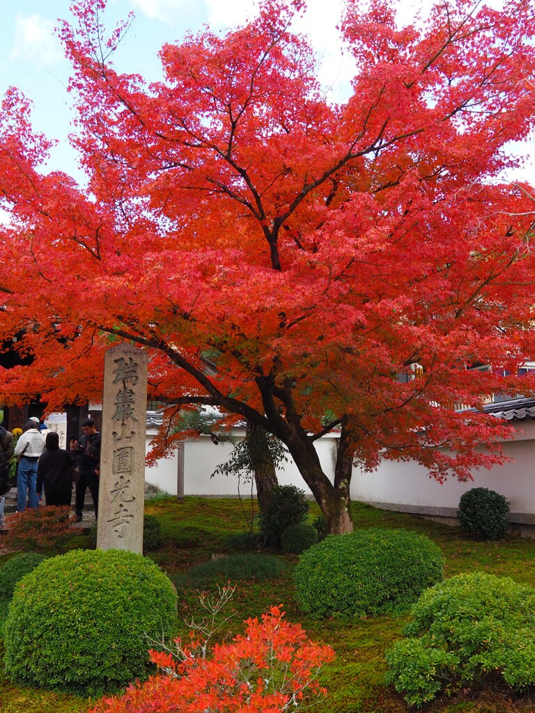 京紅葉2024＿圓光寺01 真っ赤