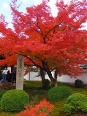 京紅葉2024＿圓光寺01 真っ赤