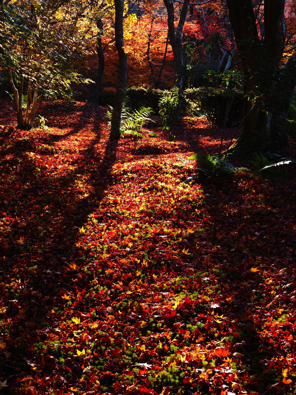 京紅葉2025＿嵐山・宝筐院14　もみじのみち