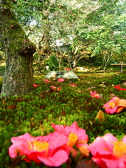 椿の寺＿Ⅱ