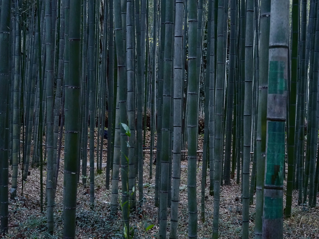 竹林の散策路03　人力車を探せ