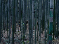 竹林の散策路03　人力車を探せ