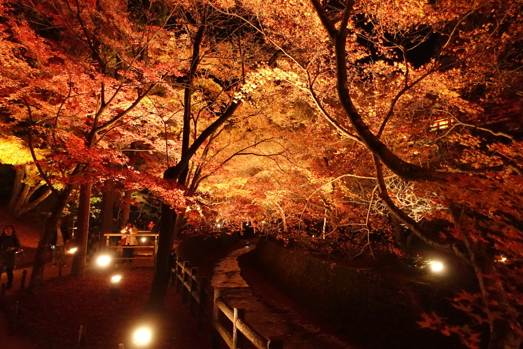 京紅葉2016　北野天満宮もみじ苑_11