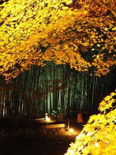 京紅葉2025＿嵐山・鹿王院夜の特別拝観09　黄葉と竹林