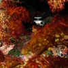 京紅葉2013＿永観堂09