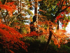 京紅葉2024＿栄摂院05　夕暮れ