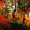 京紅葉2024＿栄摂院05　夕暮れ