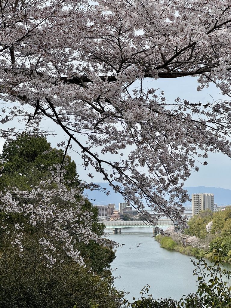 石山寺から