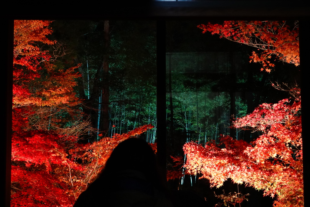 京紅葉2018＿天授庵04　影