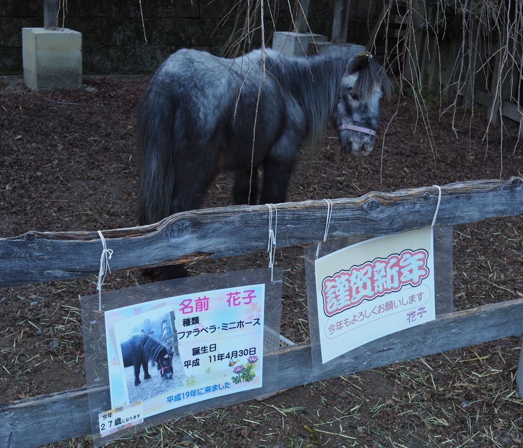 こちらはまちがいなくうまでできています