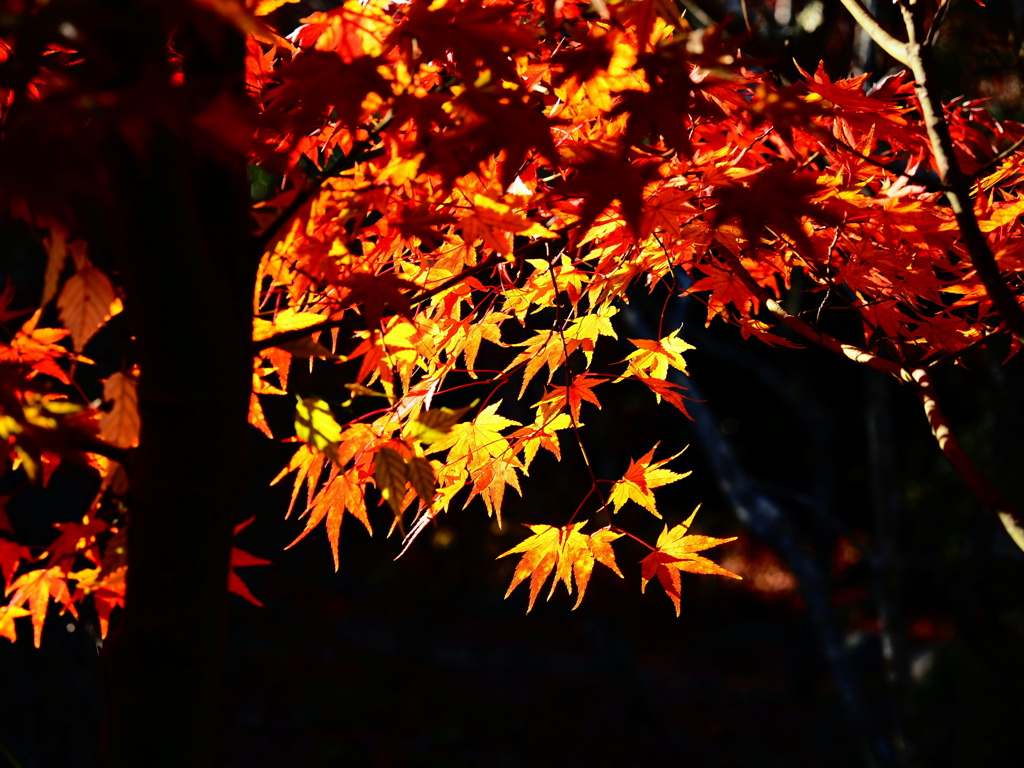 京紅葉2025＿嵐山・宝筐院10