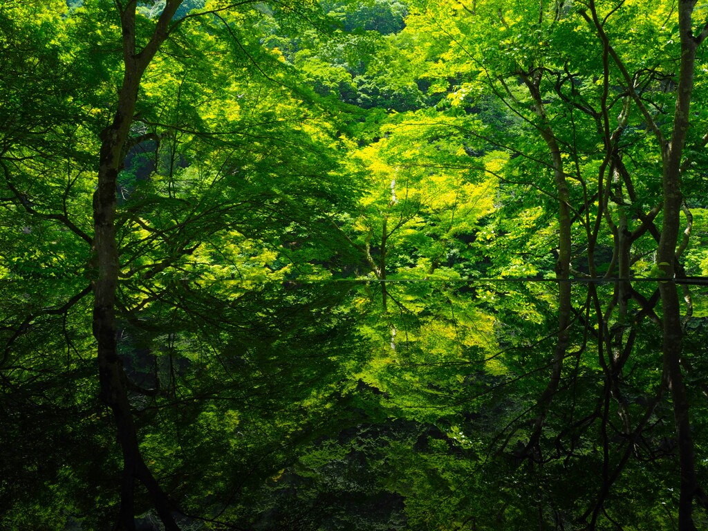 嵐山 祐斎亭 水鏡01