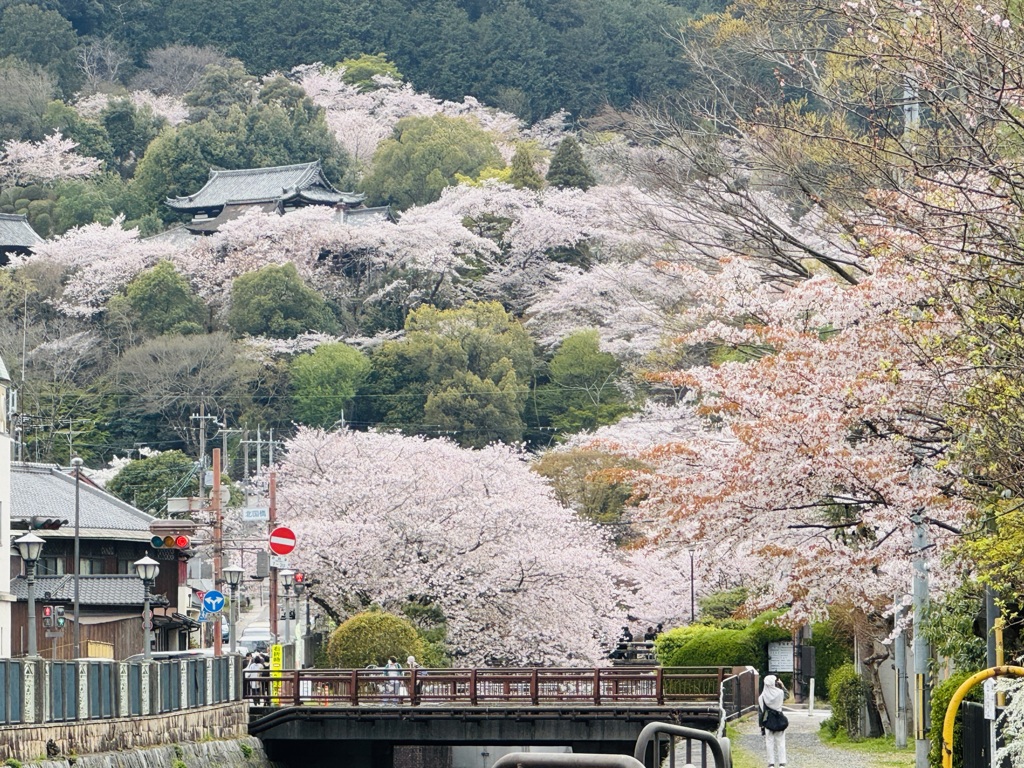 桜_三井寺