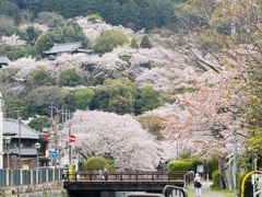 桜_三井寺