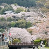 桜_三井寺