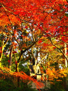 京紅葉2024＿栄摂院08　夕暮れⅡ
