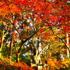 京紅葉2024＿栄摂院08　夕暮れⅡ